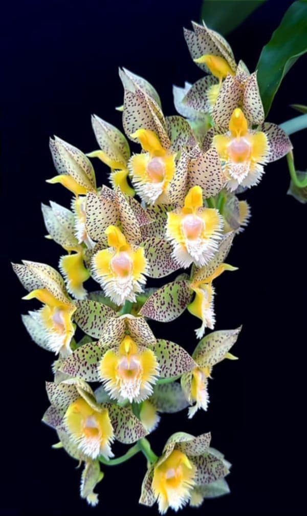 catasetum